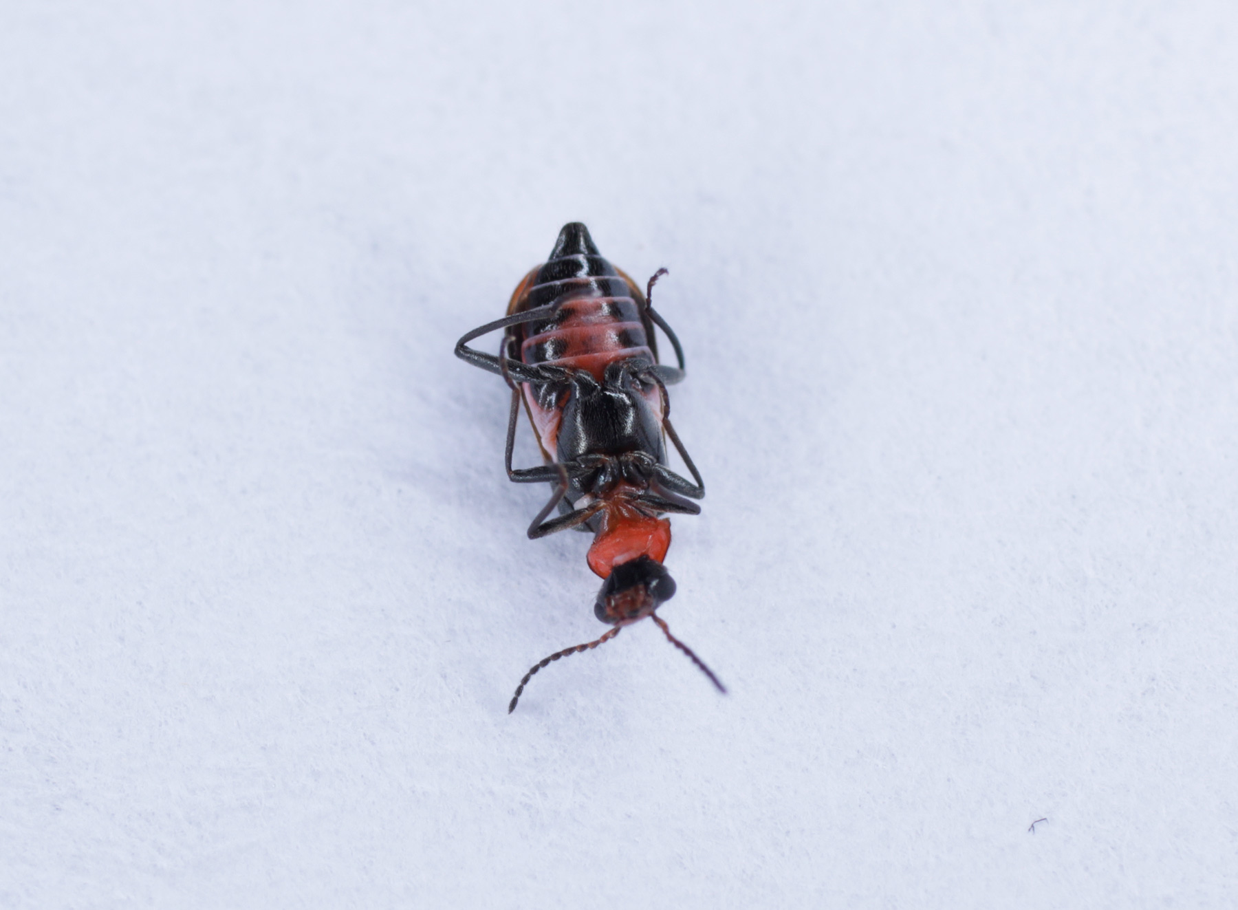 Malachiidae: Attalus minimus